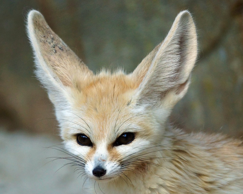 FENNEC.jpg