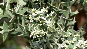 Colletia-cruciata-fleurs.png