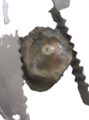Buse.png
