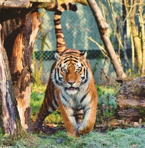 Tigre 1.jpg