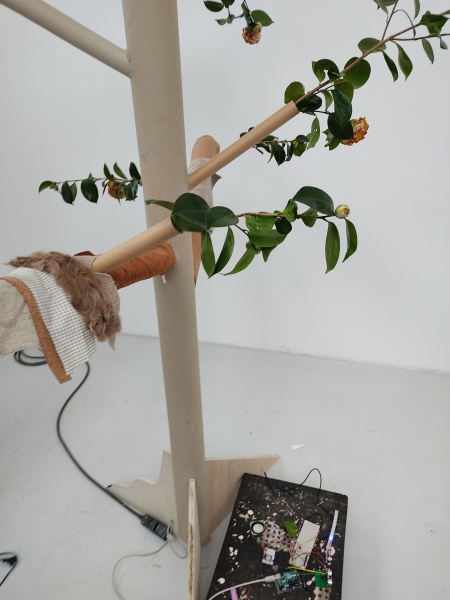 Fichier:CamelliaSensibilisfinal.jpg
