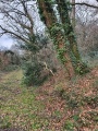 Arbre marais stanne .jpg