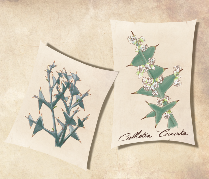 Fichier:Colletia Cruciata.png