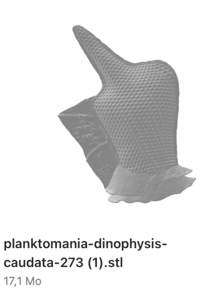 Fichier:Dinophysis2.png